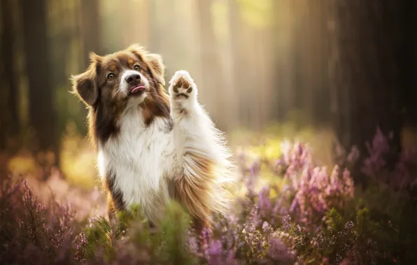 Paw, dog, bokeh