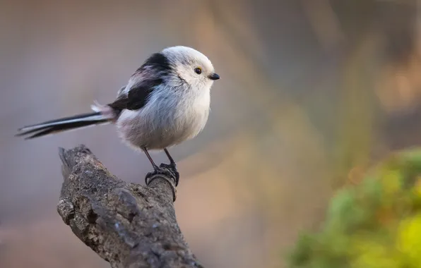 Picture nature, bird, bitches, long-tailed tit