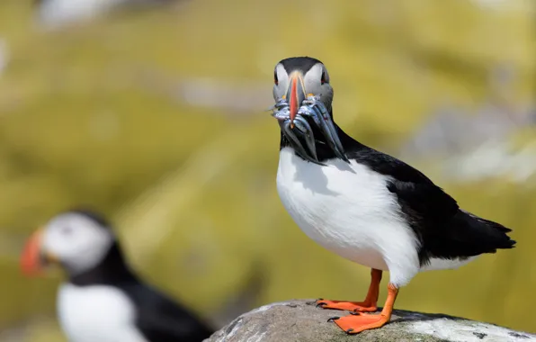 Bird, fish, stalled, mining, catch, Atlantic