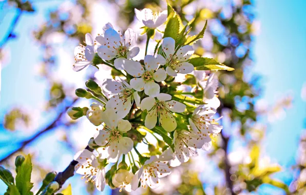 Branches, spring, petals, buds, flowering, cherry