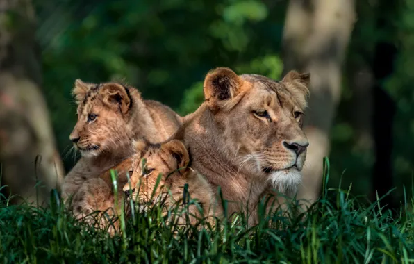 Look, face, pose, lions, the cubs, lioness, mother