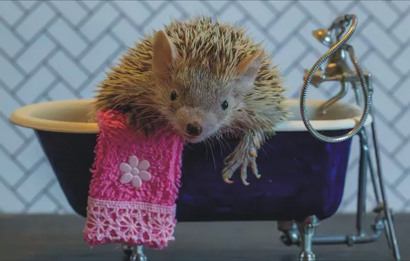 Relax, bath, ART, oops, bath, animal, towel, hedgehog