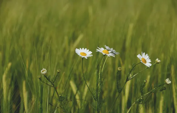 Greens, Flowers, Plant, Daisy, Plants, Flowers, Flora, Plants
