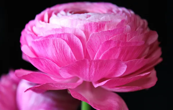 Picture flowers, pink, buttercups, ranunculus