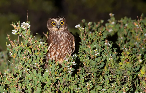 Greens, the sun, nature, owl, bird, the bushes, Australia, Victoria