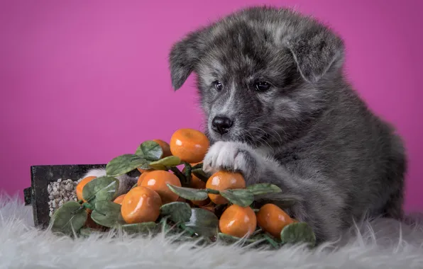 Grey, background, pink, dog, puppy, lies, fur, fruit