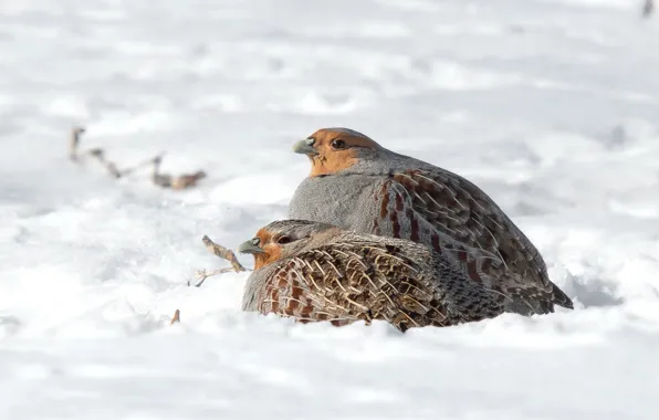 Picture winter, snow, bird, two, pair, partridge