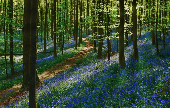 Picture forest, trees, flowers, track, path