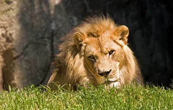 Picture cat, grass, face, the sun, Leo