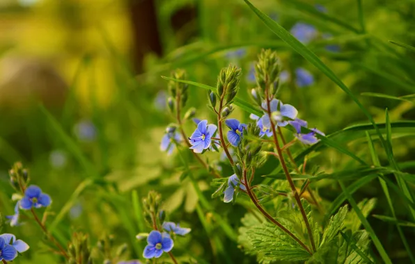 Nature, Spring, Nature, Spring, Blue flowers, Blue flowers, Veronica Dubravnaya
