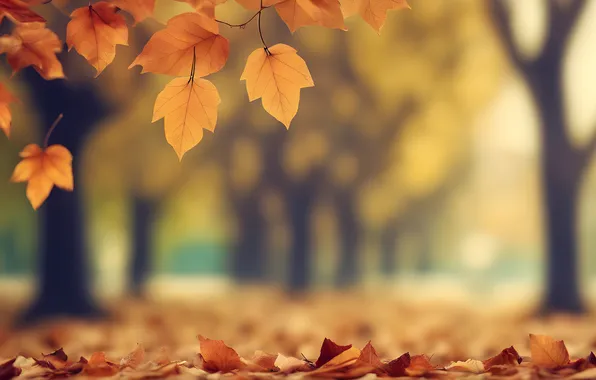 Autumn, leaves, trees, Park, colorful, park, autumn, leaves