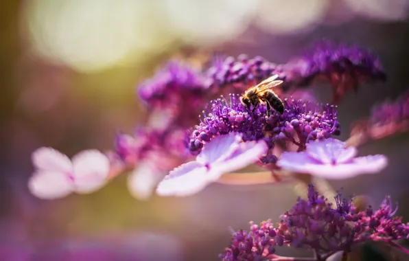 Flower, summer, bee