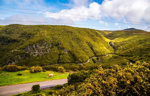 Picture road, greens, the sky, clouds, hills, cows, Portugal, the bushes