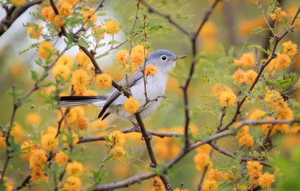 Picture flowers, branches, yellow, grey, bird, spring, bird, flowering