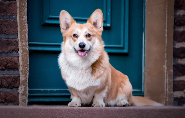 Dog, the door, sitting, Corgi