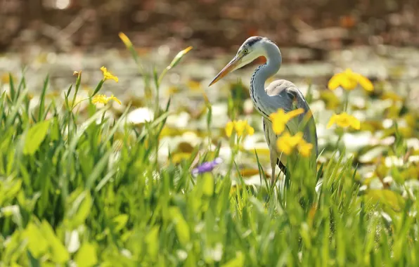 Weed, bird, Heron