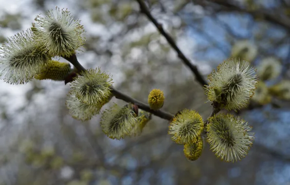 Branch, kidney, IVA, Verba
