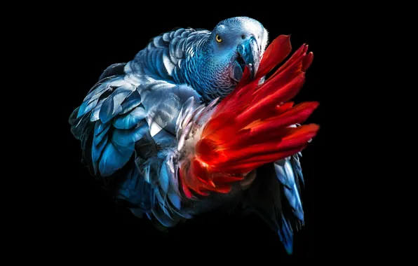 Feathers, tail, black background, Jaco, grey parrot