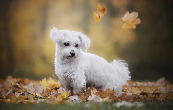 Autumn, nature, animal, foliage, dog, lapdog, dog