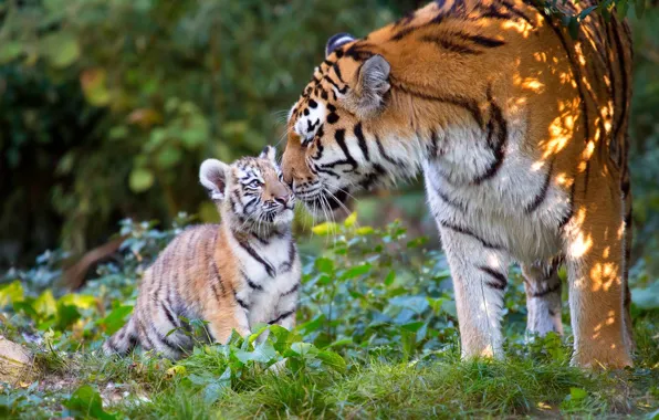 Animals, nature, predators, cub, tigers, tigress, tiger