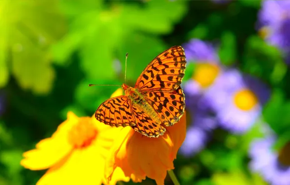 Picture Macro, Spring, Butterfly, Flower, Spring, Macro, Butterfly