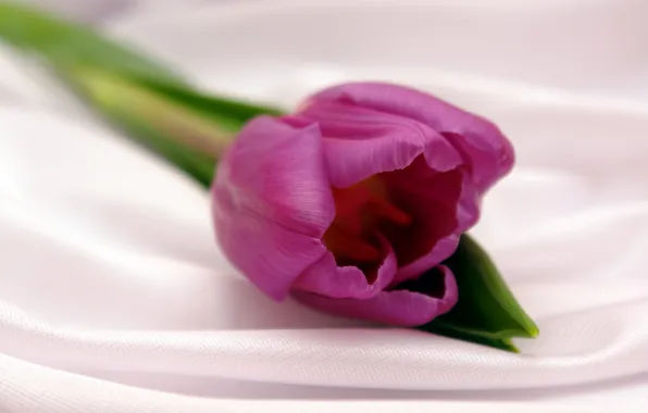 Picture flower, purple, flowers, Tulip