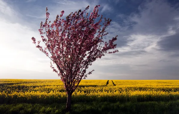 Field, summer, nature, tree, rape