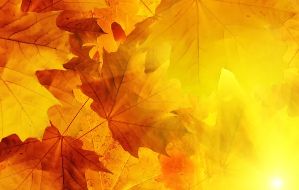 Picture autumn, leaves, the sun, veins