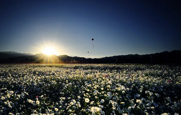 Field, the sky, the sun, sunset, flowers, air, white, lanterns