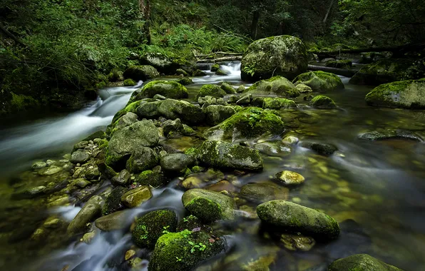 Picture forest, river, stone, waterfall, stream, mucus, driftwood
