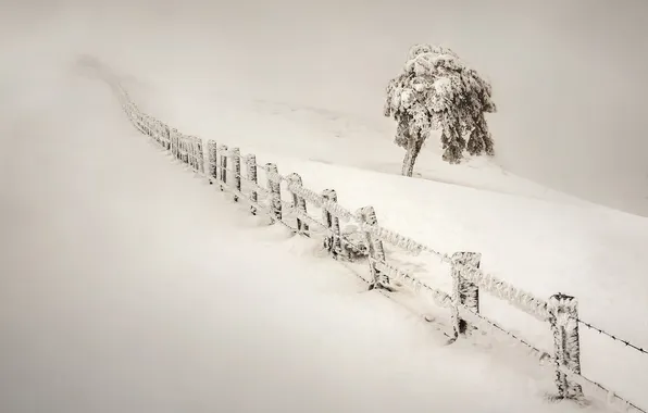 Snow, landscape, nature, tree, the fence