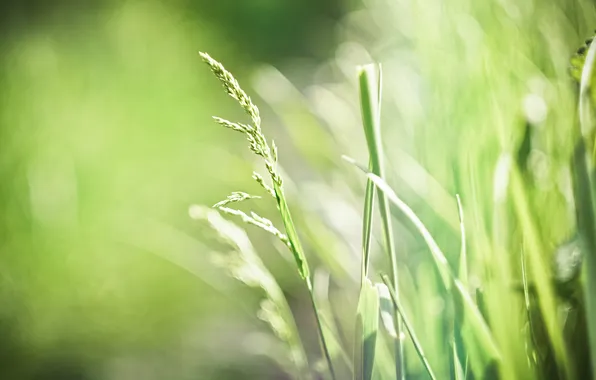 Picture grass, leaves, green, background, Wallpaper, spring, widescreen, wallpapers