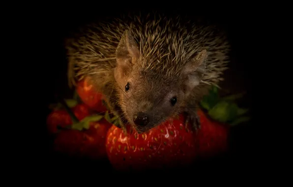 Look, berries, portrait, strawberry, muzzle, hedgehog, black background, hedgehog