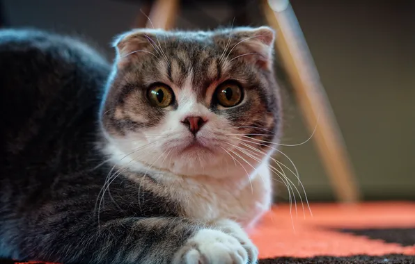 Cat, cat, look, pose, lies, face, the expression, grey with white