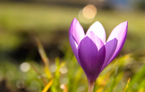 Picture grass, macro, glare, spring, blur, crocuses, lilac
