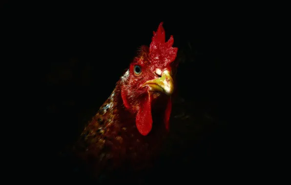 Picture nature, background, chicken