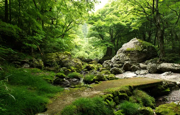 Picture forest, trees, stream, stones