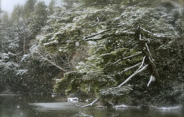 Picture forest, lake, snowfall