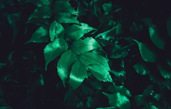 Greens, leaves, Bush, plants