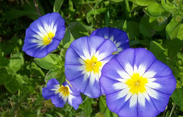 Macro, flowers, bindweed, Mamala ©