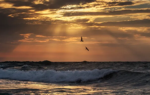 Sea, rays, sunset, birds, seagulls