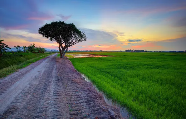 Road, field, the sky, clouds, tree