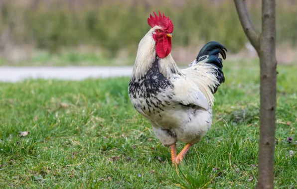 Picture grass, bird, tail, cock