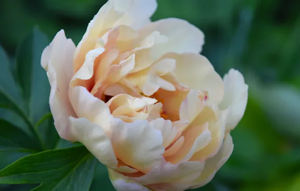 Flower, summer, peony, macro flowers nature