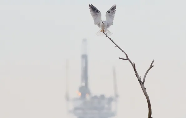 Branches, background, bird