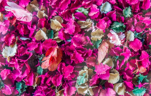 Leaves, petals, colorful, leaves, Dry, purple, petals