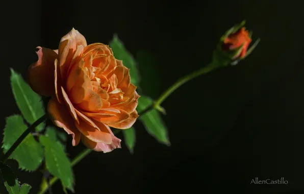 Rose, Bud, black background, orange rose