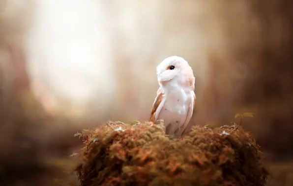 Forest, look, light, background, owl, bird, moss, stump