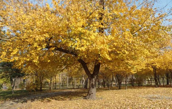 Autumn, Trees, Leaves, Park, Fall, Foliage, Park, Autumn