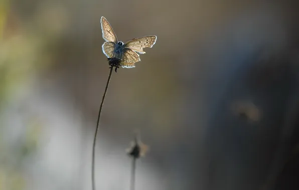 Nature, background, butterfly